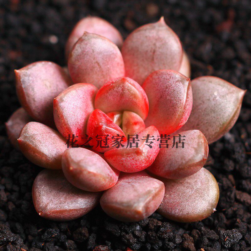 葡萄群生多肉植物办公创意花卉多肉组合小盆栽绿植肉肉
