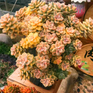 美杏锦一物一拍多肉植物多肉组合绿植办公室阳台多肉植物室内盆栽