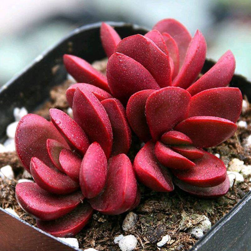 紫蝶多肉植物多头花卉懒人新手好养阳台大颗精品盆栽紫色多肉