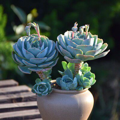 玉蝶老桩群带崽手捧花大群状态逆天新疆多肉植物大颗好养