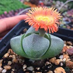 元宝发财金元宝子宝多肉植物稀有品种吉祥吸绿植盆栽