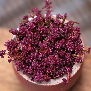 紫米粒多肉植物新手好养肉肉植物四季 盆栽绿植花卉多肉