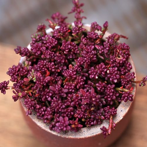 紫米粒多肉植物新手好养