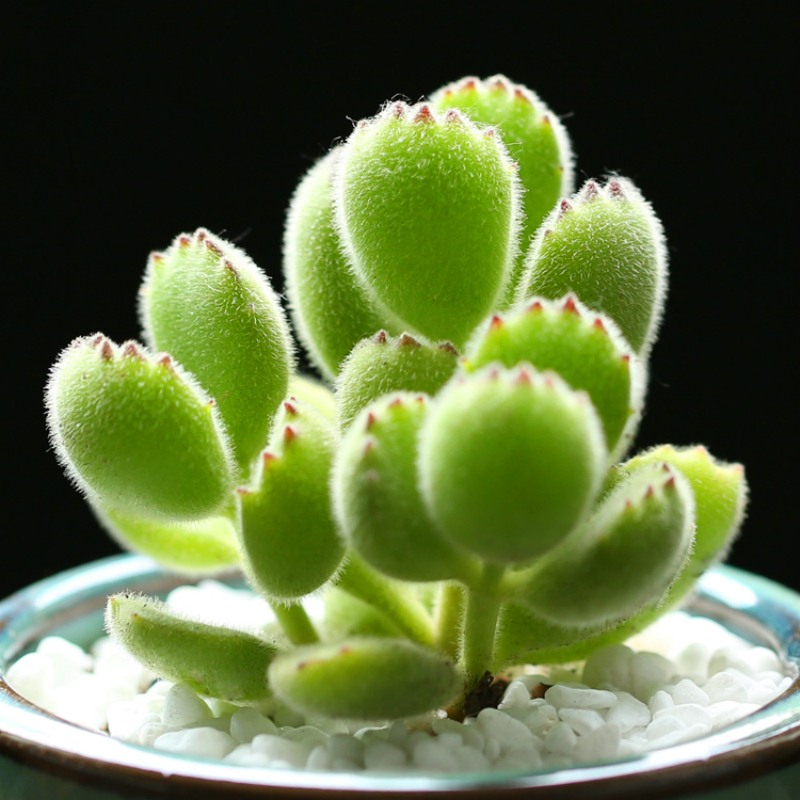 超萌易爆盆熊掌多肉植物组合盆栽绿植熊童子