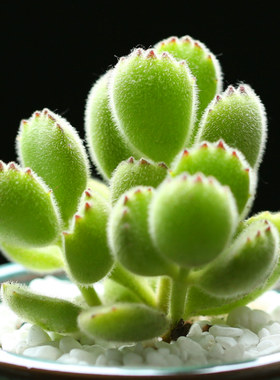 超萌易爆盆熊掌多肉植物组合盆栽绿植熊童子