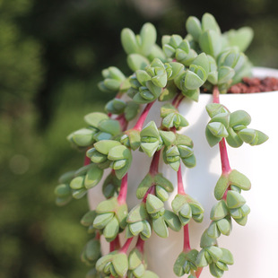 多肉植物碧玉莲办公室阳台肉肉组合盆栽 花卉绿植