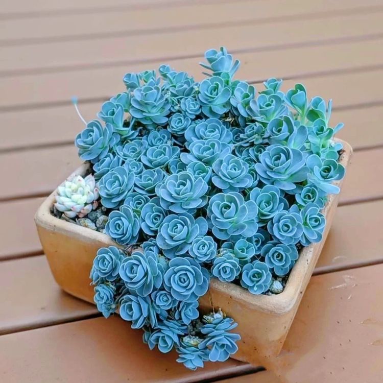 子持莲华群生多头多肉植物新手组合盆栽室内桌面肉肉花卉