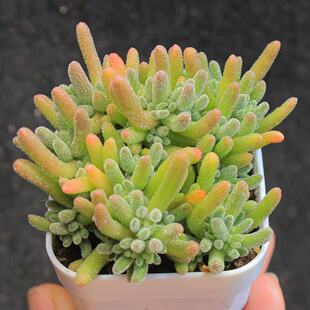 冰晶枝干番杏荧光兔多肉植物盆栽室内阳台花卉绿植好养活