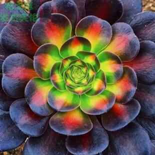 花纳稀有美杜莎中斑锦花纳锦高端法师锦稀有多肉巨大超大植物