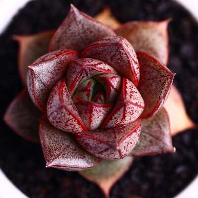 大和锦多肉植物组合萌