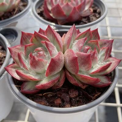 惊鸿仙子多肉植物新品贵货稀有花卉盆栽绿植好养组合肉肉拉丝肉肉