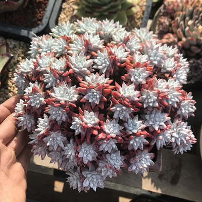 白菊好看仙女杯好养奴婢吉娜