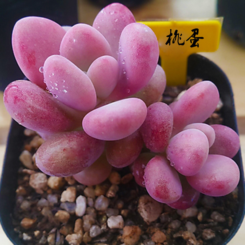 桃蛋桃之卵肉肉植物小盆栽多肉植物 新手办公桌窗台花卉绿植多肉
