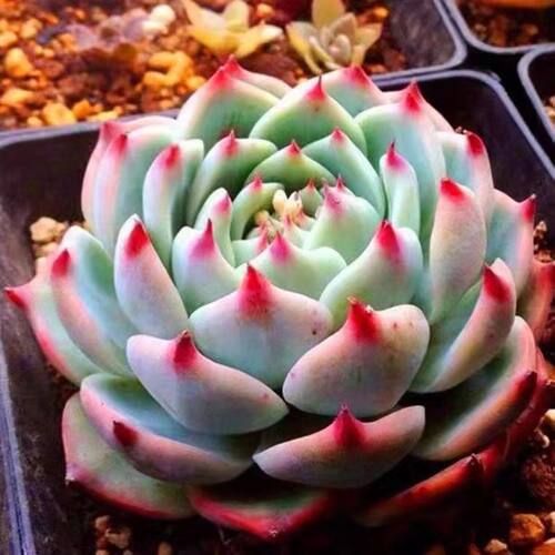 吉娃娃多肉植物水蜜桃盆栽小绿植室内客厅办公室桌面摆放新手好养