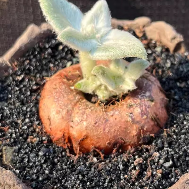 断崖女王大块根毛绒绒多肉植物老桩开红花一物一拍