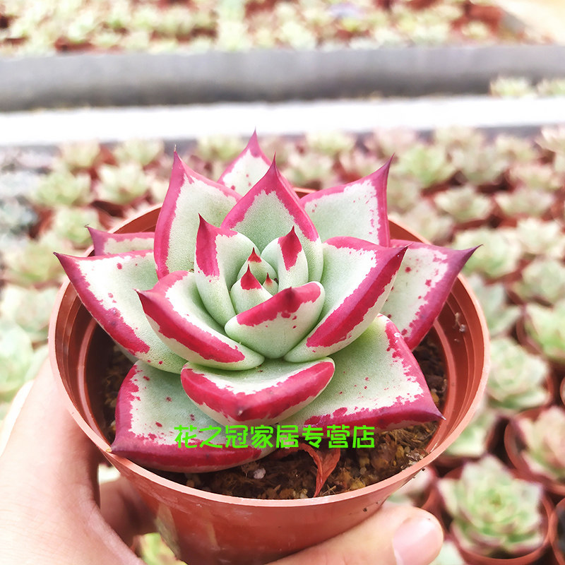 纯种乌木多肉植物黑檀汁1930原始血斑玛利亚东云韩国贵货园艺绿植