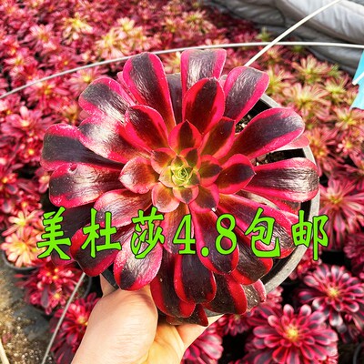 多肉植物美杜莎法师锦