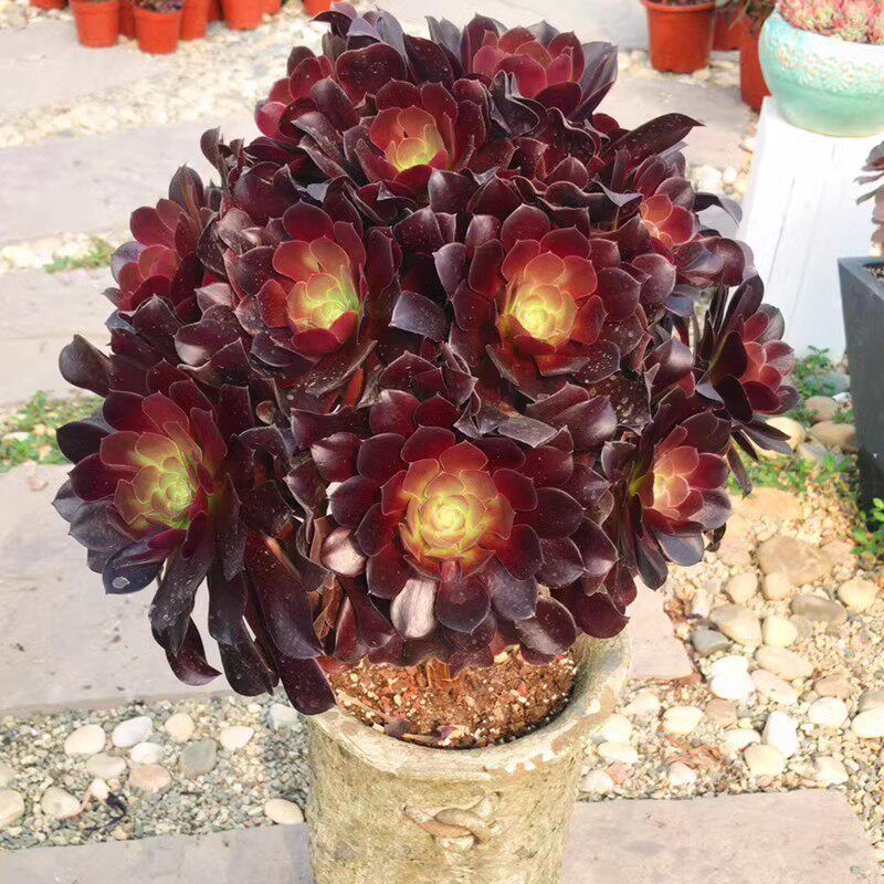 手捧黑法师欧州紫羊绒超大多肉植物韶羞法师黑色盆栽肉肉绿植花卉