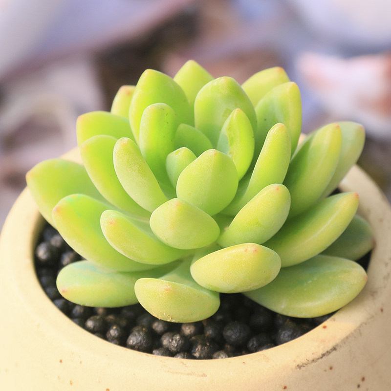 多肉植物萌肉肉特价 天猫多肉植物萌肉肉优惠券 淘宝多肉植物萌肉肉优惠卷免费领取 白菜哦