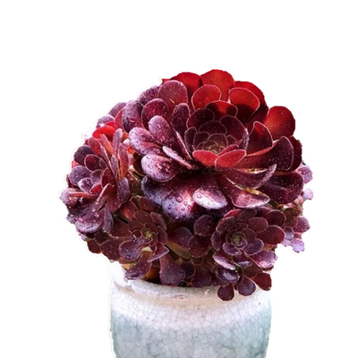 晚霞蓝光老桩多肉植物广寒宫