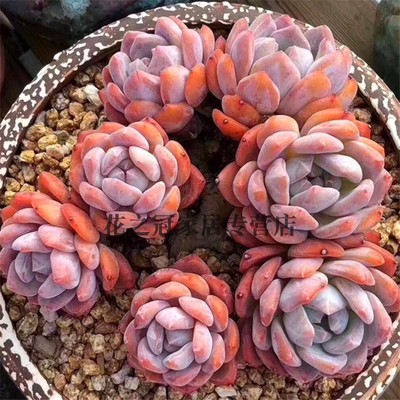 橙梦露雪天使多肉韩货超大