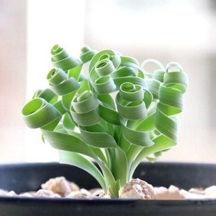 宽叶弹簧草多肉植物稀有品种块根球根贵货O属宽弹对版绿盆栽包邮