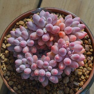 婴儿手指群生多头多肉植物盆栽肉肉新手植物办公室创意花卉绿植