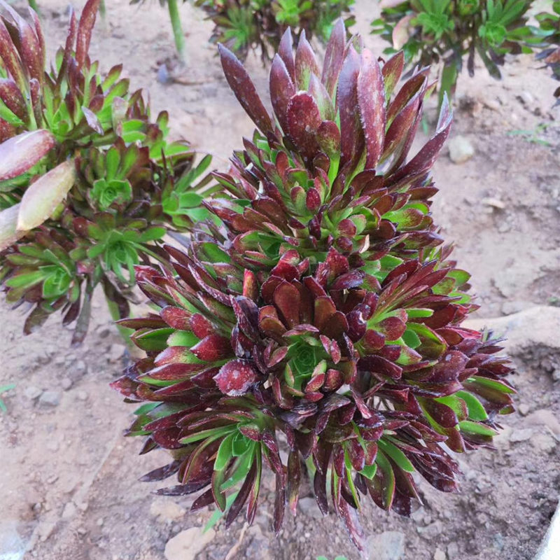 法师多肉植物绿箭法师办公室内阳台绿植花卉盆栽稀有老桩悬崖桩