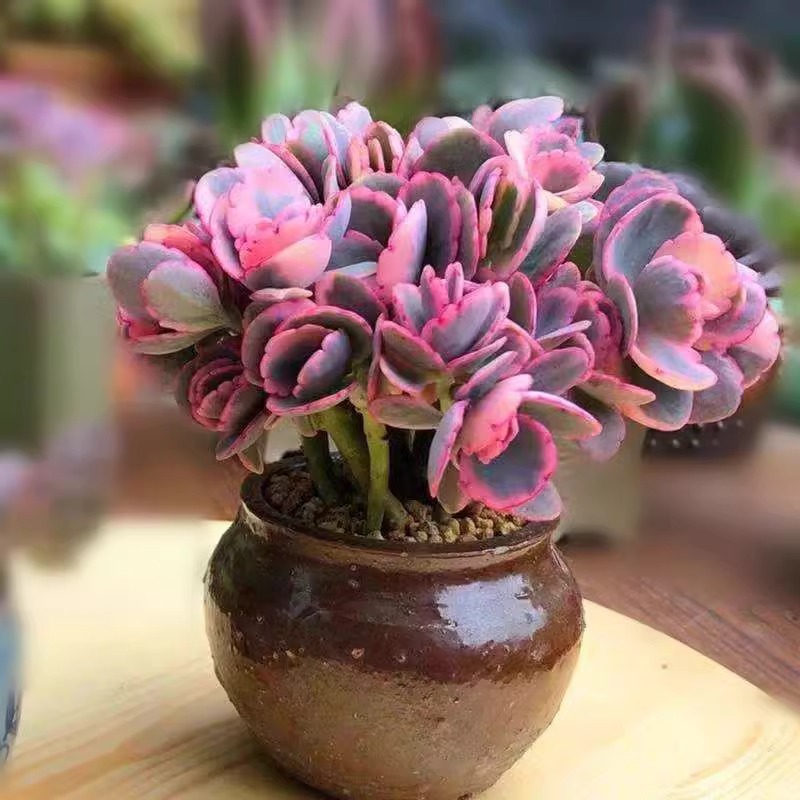 蝴蝶之舞錦多肉植物粉色玉吊鐘肉肉桌面陽(yáng)臺(tái)綠植花卉盆栽新手好養(yǎng)