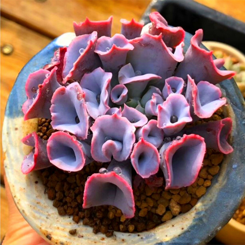 猪鼻子粉多肉群生多头大颗精品植物趣味萌可爱盆栽云南基地包邮