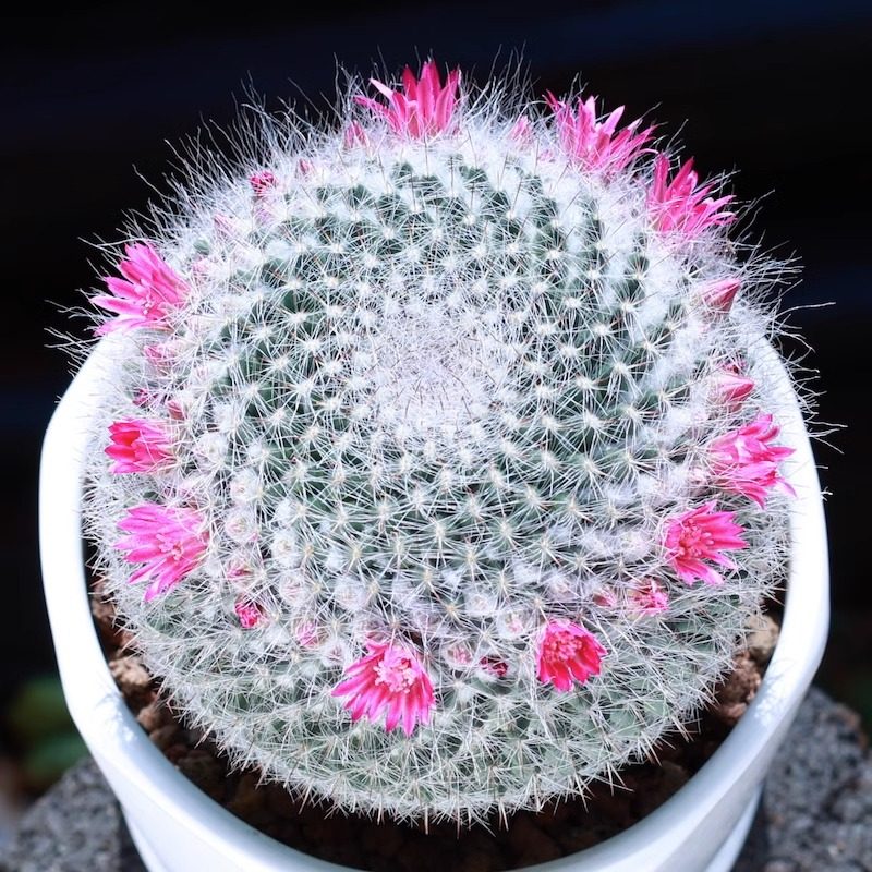 玉翁仙人球小盆栽带花植物图片