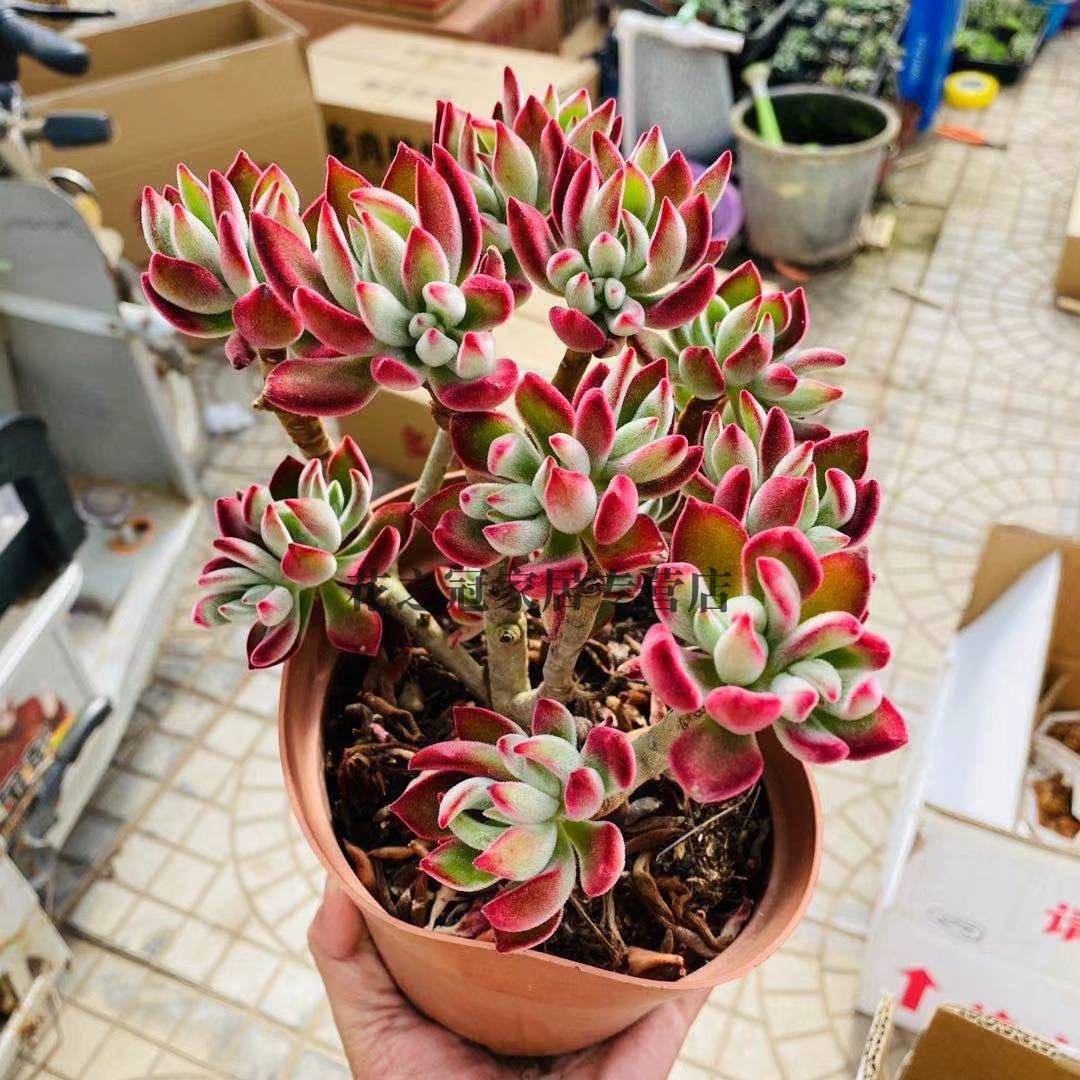 锦晃星植物老桩大株老桩多头群生盆栽阳台露养花卉新手肉肉易养活