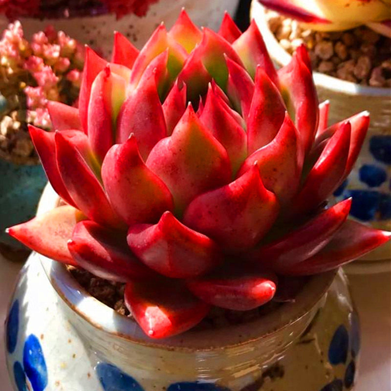 弗兰克多肉植物肉肉花卉盆栽大尺寸贵货精养多肉