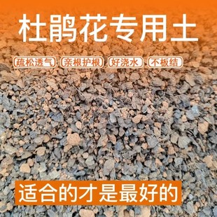 杜鹃花专用土疏松透气亲根弱酸性配方营养土家庭盆栽易成活长势旺