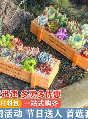 新款多肉植物组合盆栽带盆土肉肉植物木盒套餐微景观diy材料拼盘