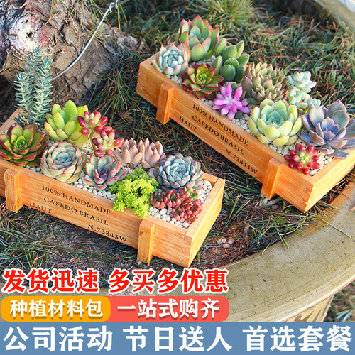 多肉植物组合盆栽阳台塔可可容易