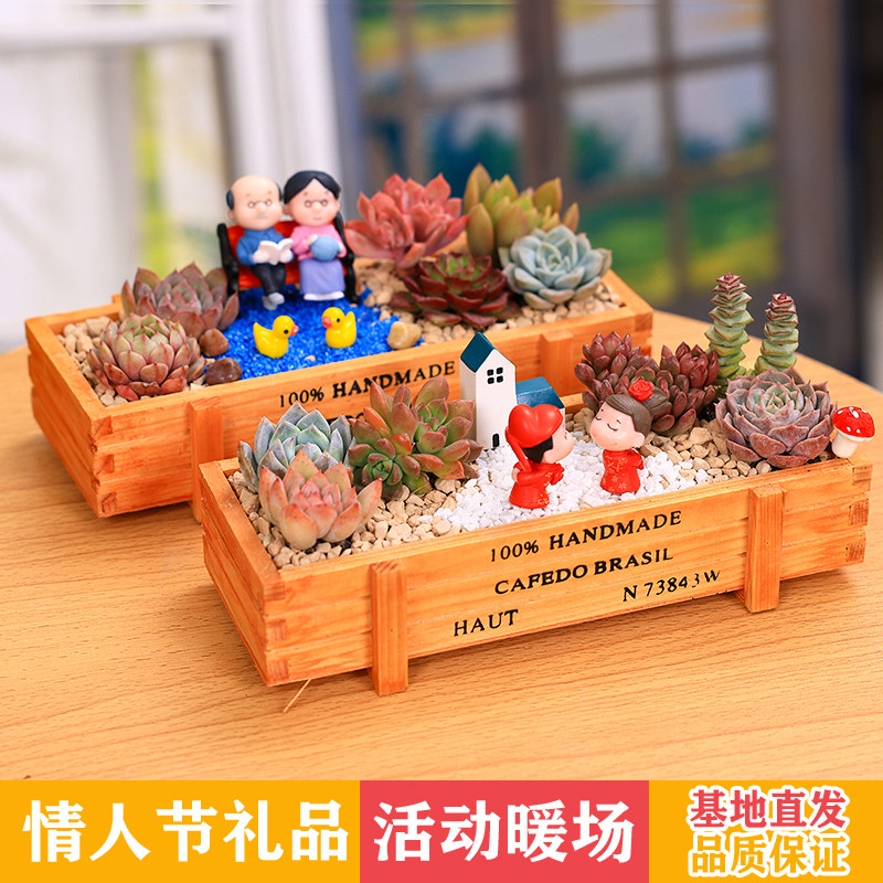 情人节女神节礼物节日送人多肉植物含盆土组合盆栽套餐DIY微景观