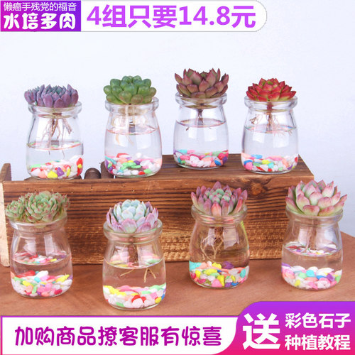 塔可可水培水养超萌多肉植物