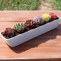 The succulent plant package includes a combination of native succulents, potted indoor plants and flowers, and a succulent plant micro-landscape thumbnail 6