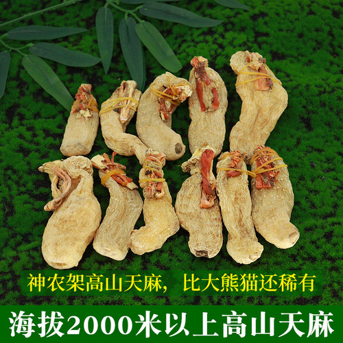 武当妙应堂神农架高山天麻海拔2000米以上高山原生态自然生长