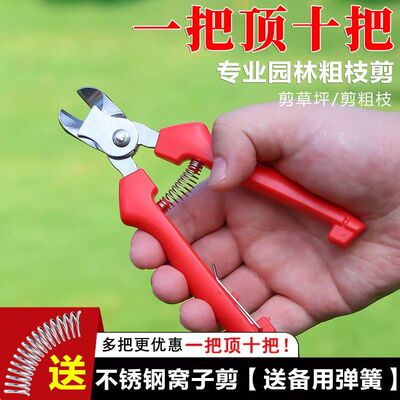 橘子采摘剪水果果柄凹形修枝剪刀不锈钢窝型摘果剪番茄苹 果专用