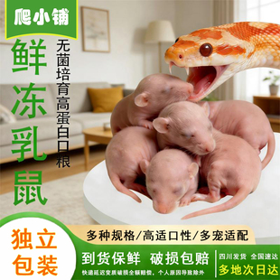 冷冻乳鼠玉米蛇饲料红粉皮冻鼠小白鼠喂蛇鼠干独立包装无菌可活鼠