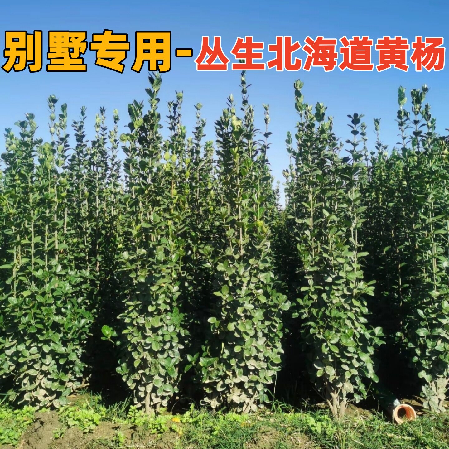 北海道黄杨绿篱丛生黄杨树苗大叶黄杨四季常青庭院别墅围栏绿化苗