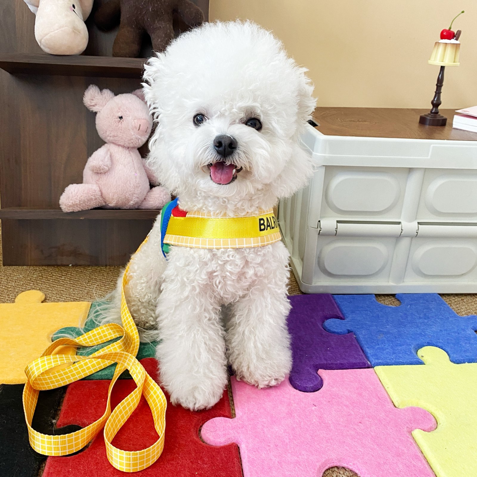 撞色宠物胸背带牵引绳套装遛狗狗绳子大中小型犬宠物牵引绳