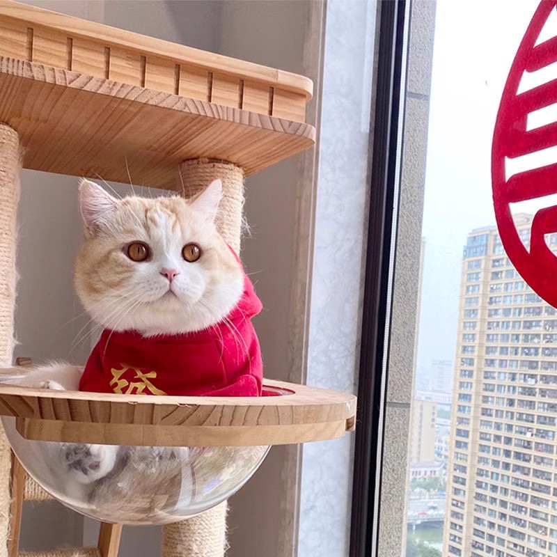 猫咪新年衣服冬天保暖金渐层小猫幼猫宠物喜庆过年加绒加厚拜年装
