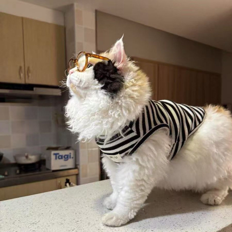 猫咪衣服夏季薄款小型犬防掉毛透气银渐层可爱短脚猫幼猫条纹背心