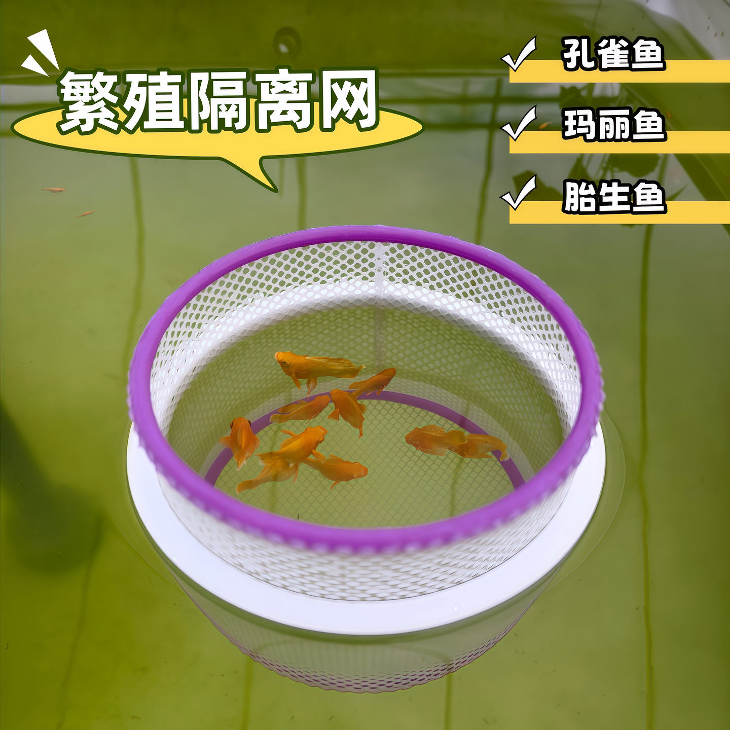 简约孔雀鱼繁殖隔离网