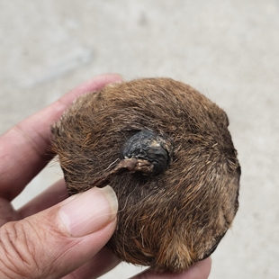 俄罗斯麝香41克左右饱满外壳呈褐色内部质细腻表面光滑