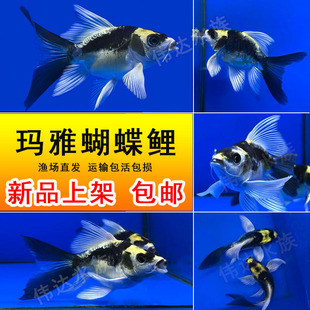 新品彩蝶玛雅大酋长台湾蝴蝶鲤石膏白大鳍大尾熊猫锦鲤淡水观赏鱼