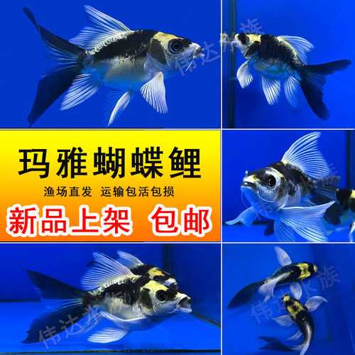 玛雅大鳍大尾蝴蝶鲤淡水